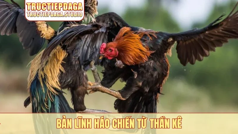 Bản lĩnh háo chiến từ thần kê