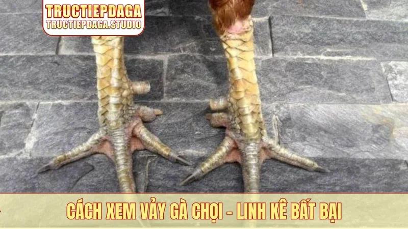 Cách xem vảy gà chọi