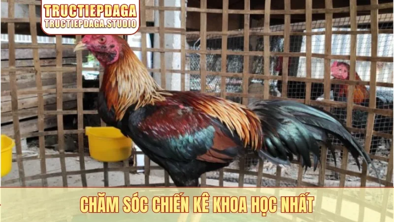 Chăm sóc chiến kê khoa học nhất