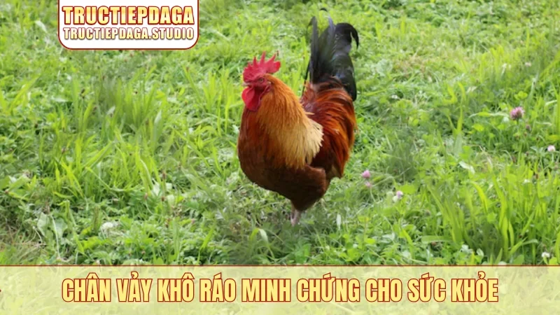 Chân vảy khô ráo minh chứng cho sức khỏe