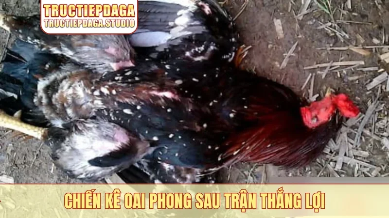 Chiến kê oai phong sau trận thắng lợi
