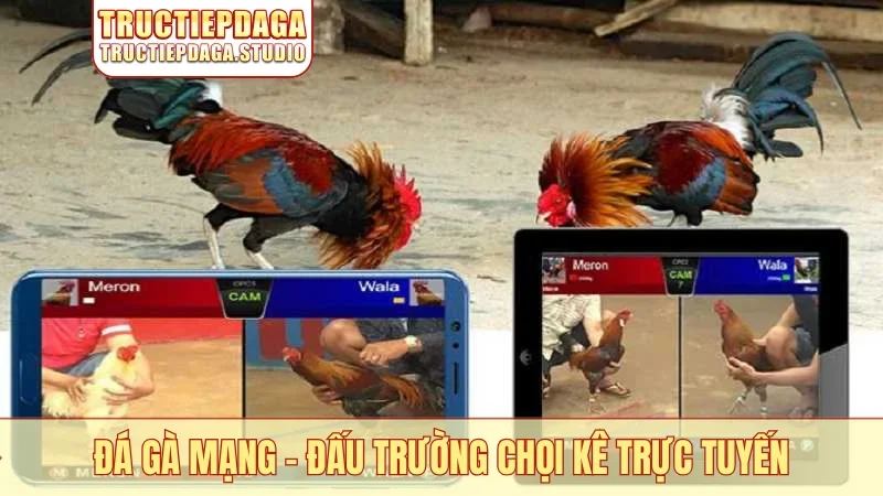 Đá gà mạng