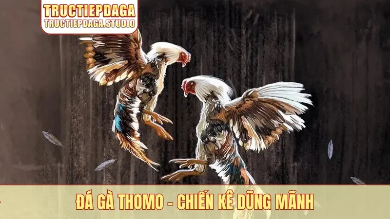 Đá gà Thomo