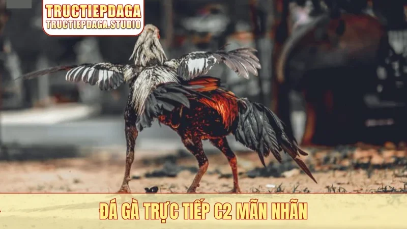 Đá gà trực tiếp C2 mãn nhãn