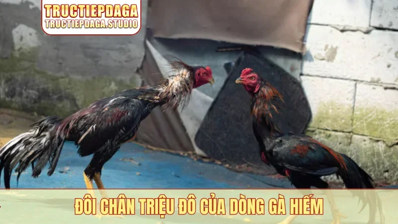 Đôi chân triệu đô của dòng gà hiếm