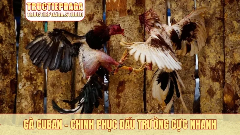 Gà Cuban