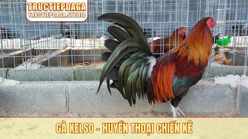Gà Kelso