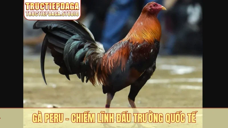 Gà Peru