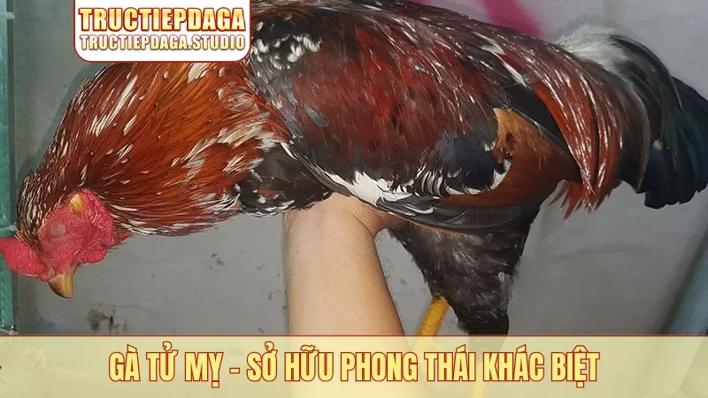 Gà tử mỵ