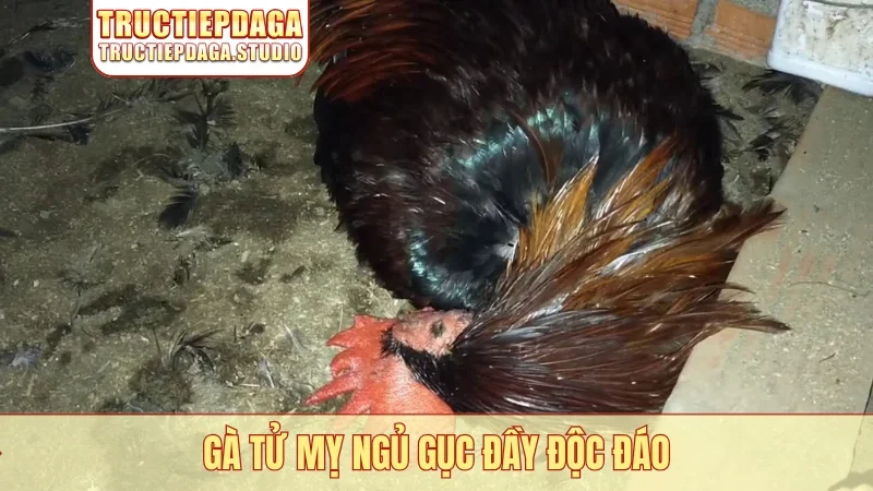 Gà tử mỵ ngủ gục đầy độc đáo