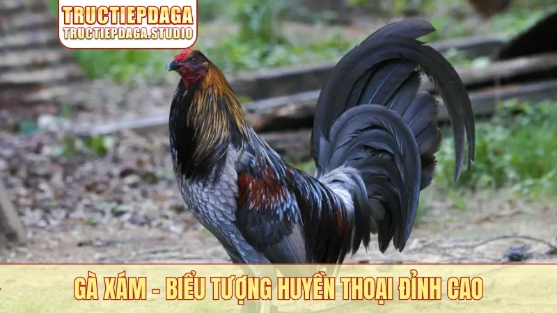Gà Xám