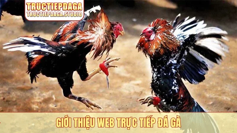 Giới thiệu web Trực Tiếp Đá Gà