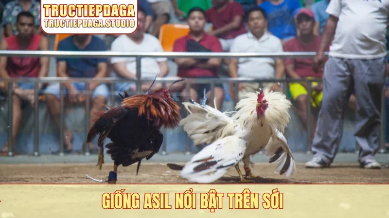 Giống Asil nổi bật trên sới