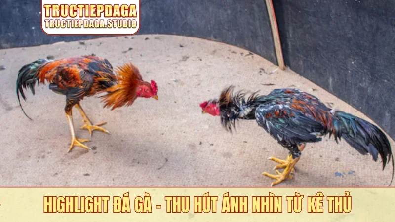 Highlight đá gà
