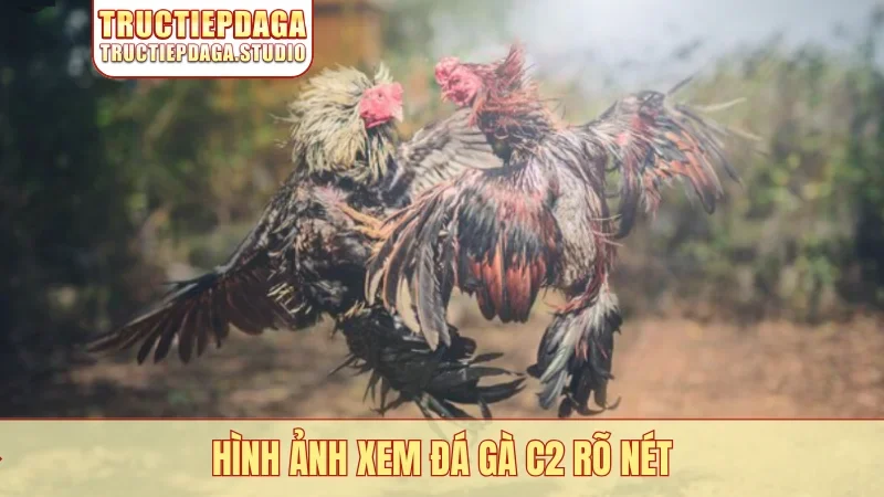 Hình ảnh xem đá gà C2 rõ nét