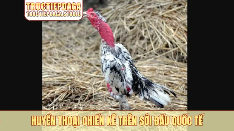 Huyền thoại chiến kê trên sới đấu quốc tế