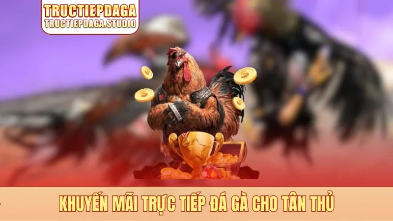 Khuyến mãi trực tiếp đá gà cho tân thủ