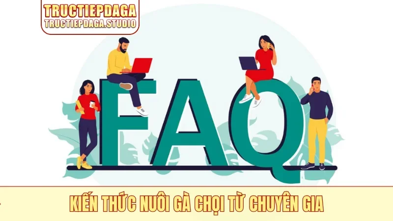 Kiến thức nuôi gà chọi từ chuyên gia