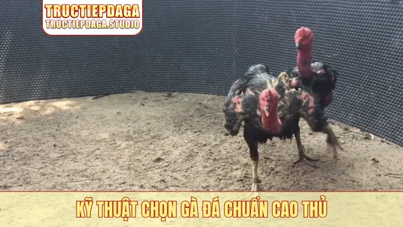 Kỹ thuật chọn gà đá chuẩn cao thủ