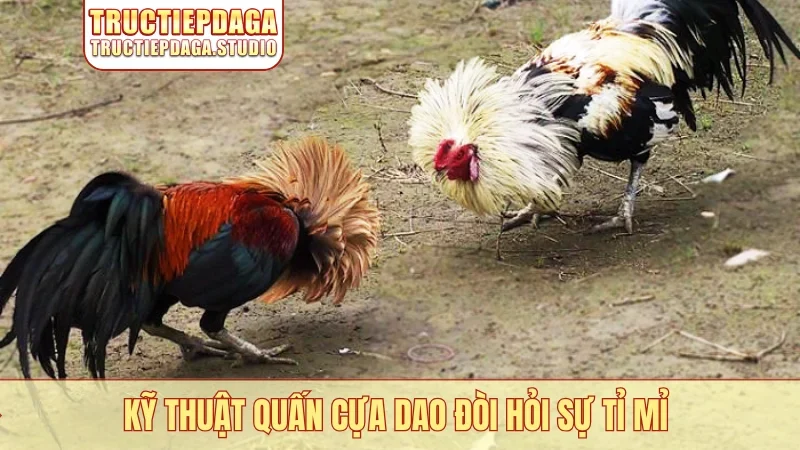 Kỹ thuật quấn cựa dao đòi hỏi sự tỉ mỉ