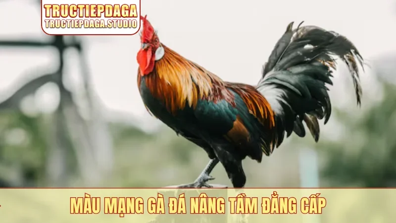 Màu mạng gà đá nâng tầm đẳng cấp