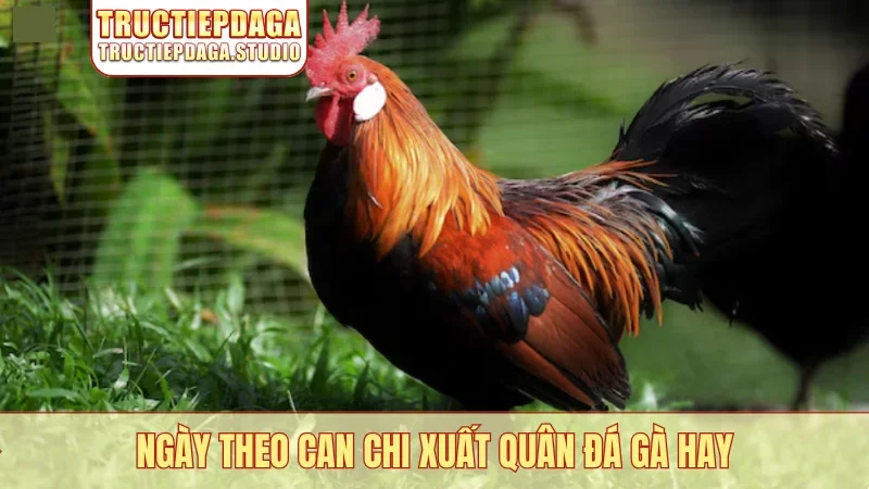 Ngày theo can chi xuất quân đá gà hay