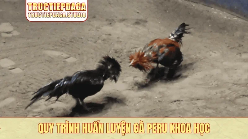 Quy trình huấn luyện gà Peru khoa học