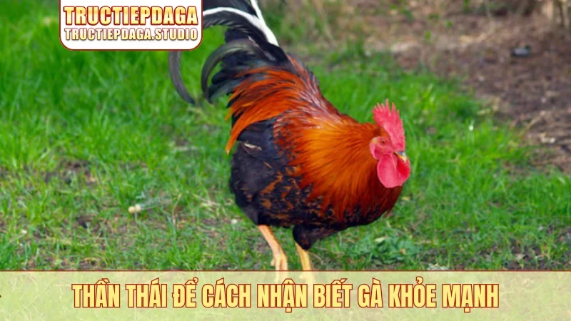 Thần thái để cách nhận biết gà khỏe mạnh