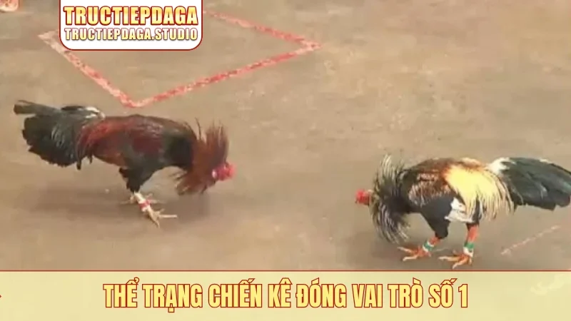 Thể trạng chiến kê đóng vai trò số 1