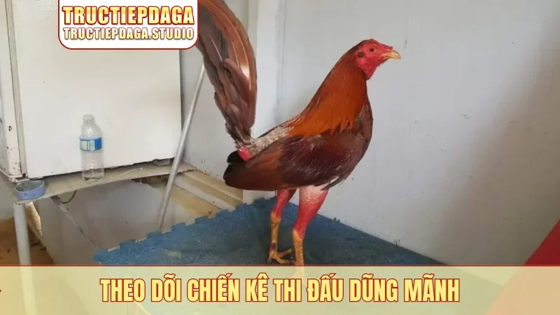 Theo dõi chiến kê thi đấu dũng mãnh