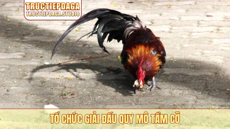 Tổ chức giải đấu quy mô tầm cỡ