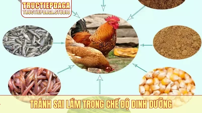 Tránh sai lầm trong chế độ dinh dưỡng