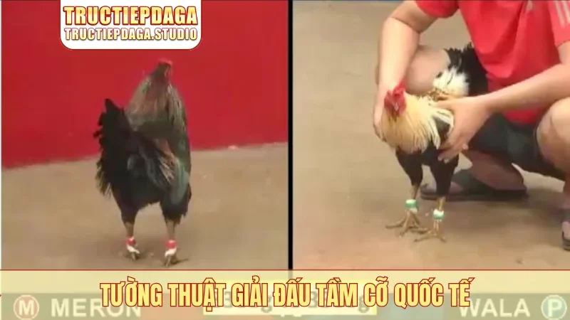 Tường thuật giải đấu tầm cỡ quốc tế