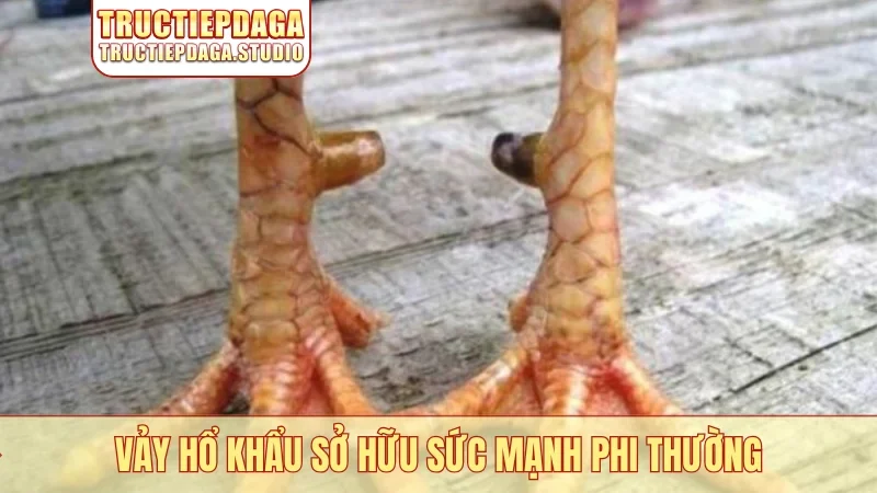 Vảy hổ khẩu sở hữu sức mạnh phi thường