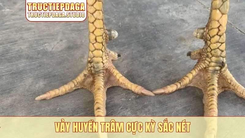 Vảy huyền trâm cực kỳ sắc nét
