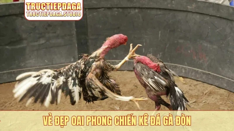 Vẻ đẹp oai phong chiến kê Đá gà đòn