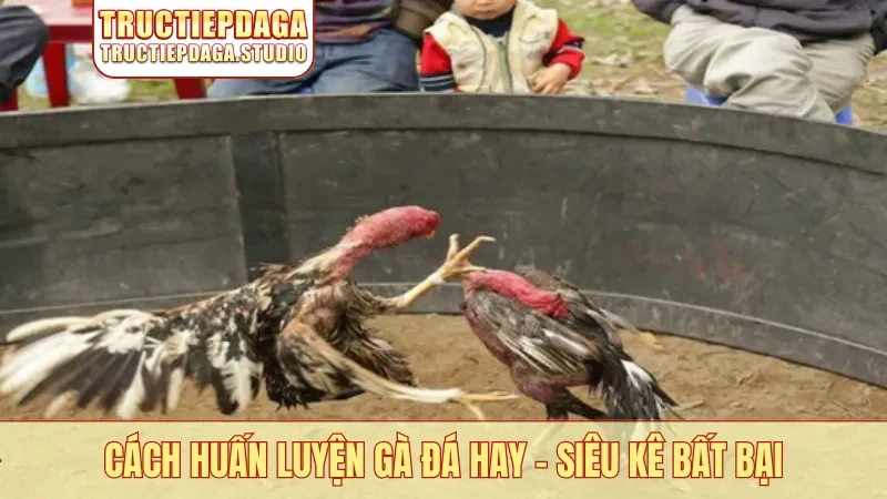 Cách huấn luyện gà đá hay