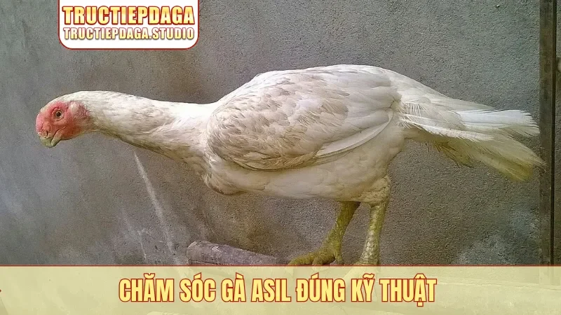 Chăm sóc gà Asil đúng kỹ thuật