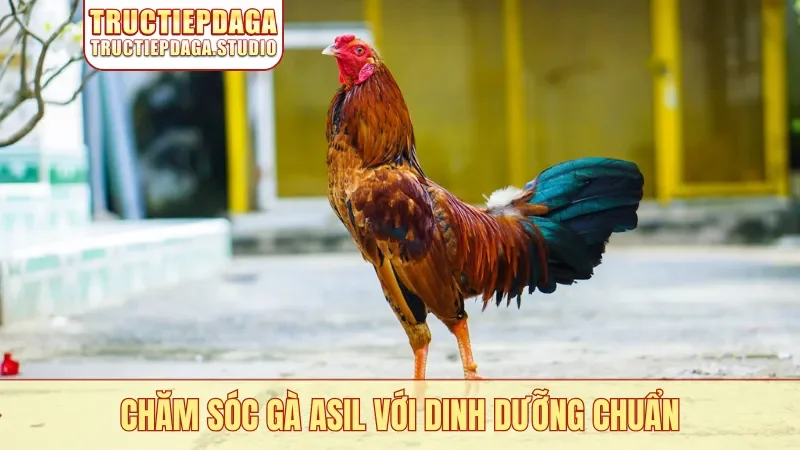 Chăm sóc gà Asil với dinh dưỡng chuẩn