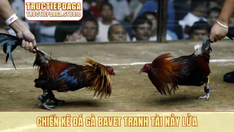 Chiến kê đá gà Bavet tranh tài nảy lửa
