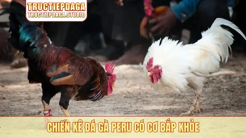 Chiến kê đá gà Peru có cơ bắp khỏe