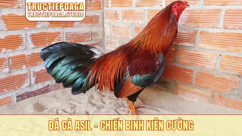 Đá gà Asil