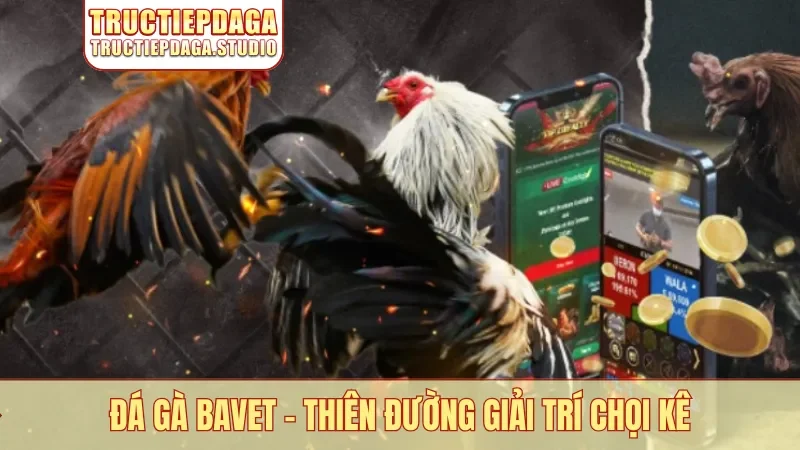 Đá gà Bavet