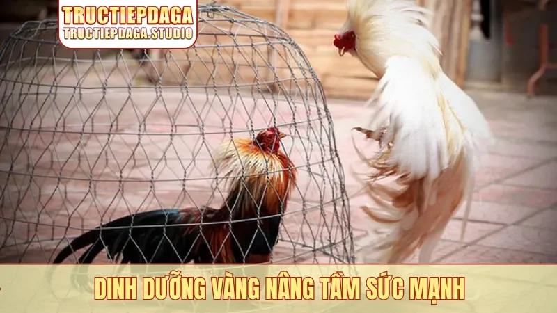 Dinh dưỡng vàng nâng tầm sức mạnh