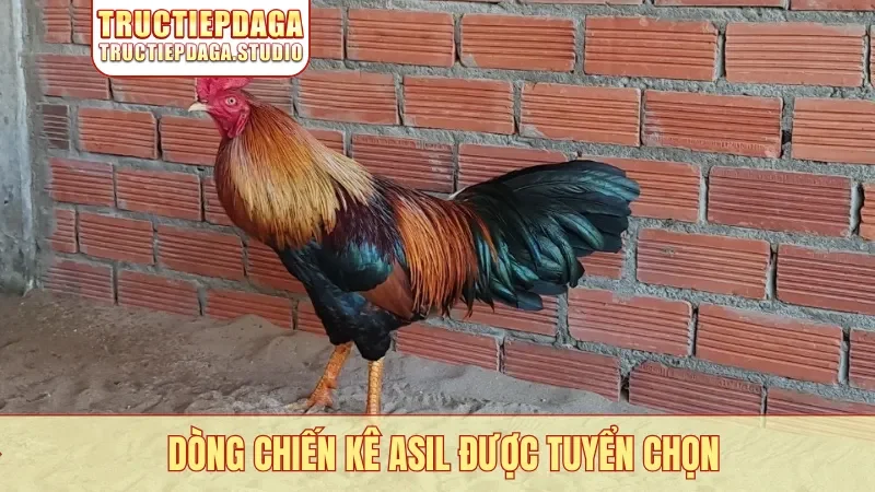 Dòng chiến kê Asil được tuyển chọn