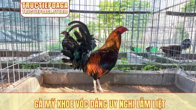 Gà Mỹ khoe vóc dáng uy nghi lẫm liệt