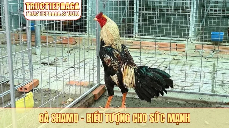 Gà Shamo