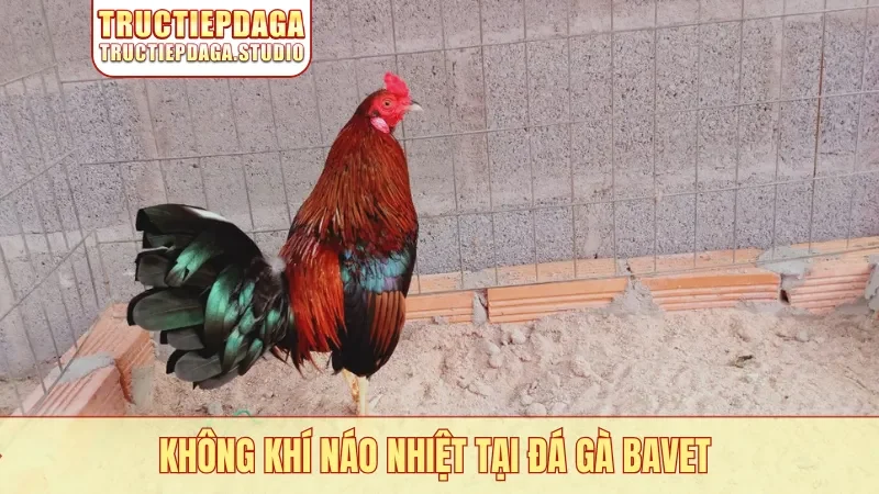 Không khí náo nhiệt tại đá gà Bavet