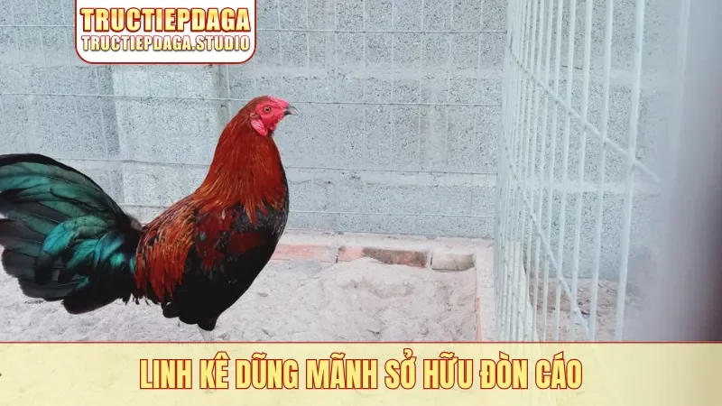 Linh kê dũng mãnh sở hữu đòn cáo