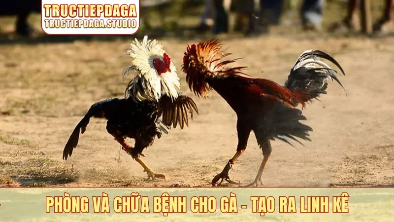 Phòng và chữa bệnh cho gà